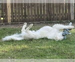 Small #3 Great Pyrenees