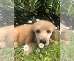 Small Photo #2 Poodle (Standard) Puppy For Sale in WILSONVILLE, OR, USA