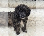 Small #3 Poodle (Toy)