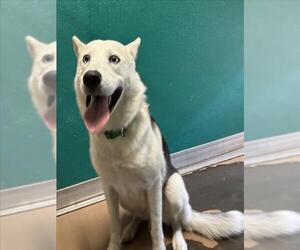 Siberian Husky-Unknown Mix Dogs for adoption in Texas City, TX, USA