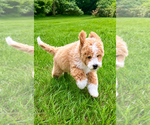 Small #4 Goldendoodle (Miniature)