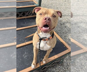 American Pit Bull Terrier-Unknown Mix Dogs for adoption in Palmetto, FL, USA