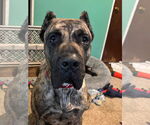 Small #5 Presa Canario