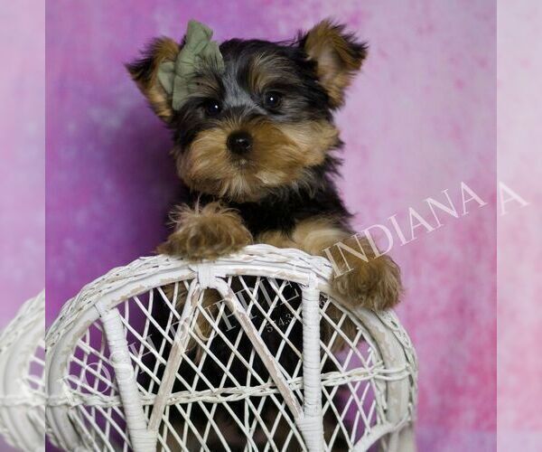 Medium Photo #5 Yorkshire Terrier Puppy For Sale in WARSAW, IN, USA