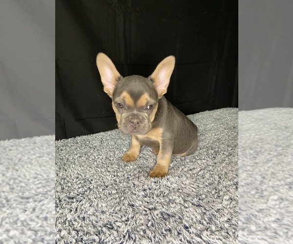 Medium Photo #1 French Bulldog Puppy For Sale in MONCKS CORNER, SC, USA