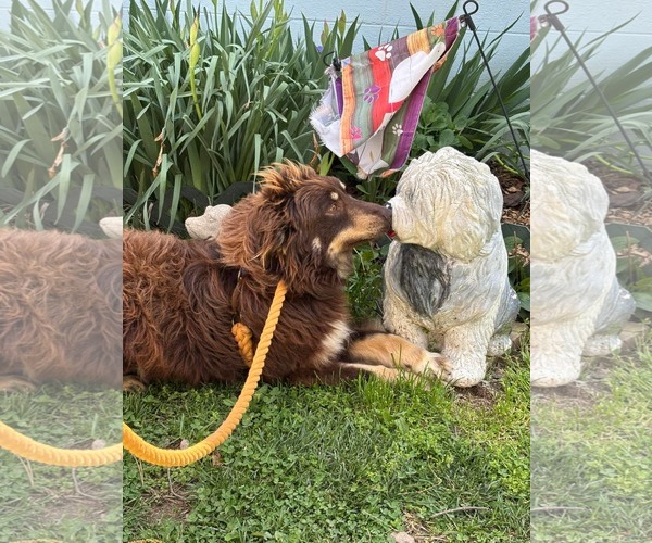 Medium Photo #1 Australian Shepherd Puppy For Sale in Rustburg, VA, USA