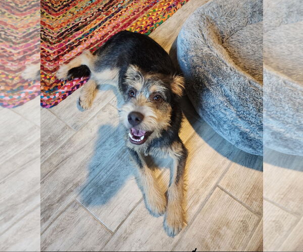 Medium Photo #2 Mutt Puppy For Sale in Royal Palm Beach, FL, USA
