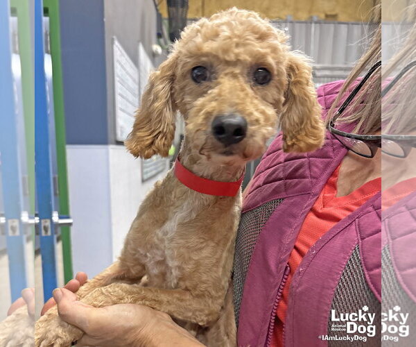 Medium Photo #2 Poodle (Miniature)-Unknown Mix Puppy For Sale in Washington, DC, USA