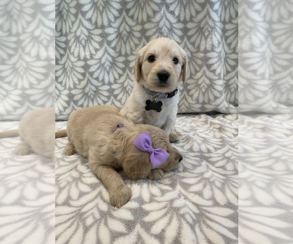 Medium Photo #6 Goldendoodle Puppy For Sale in N HIGHLANDS, CA, USA