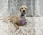 Small Photo #6 Goldendoodle Puppy For Sale in N HIGHLANDS, CA, USA