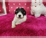 Small Photo #4 Bernedoodle (Miniature) Puppy For Sale in COLORADO SPRINGS, CO, USA