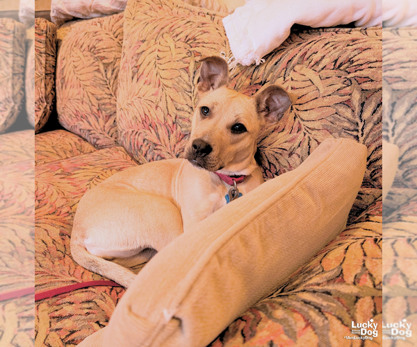 Medium Photo #3 Mutt Puppy For Sale in Washington, DC, USA