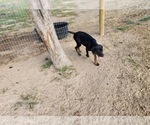 Small #15 Catahoula Leopard Dog