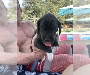 Great Dane Puppy for sale in WILLIS, TX, USA