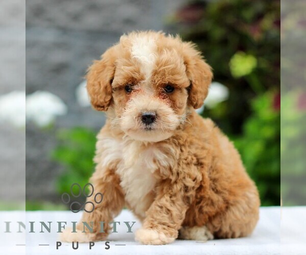 Medium Photo #3 Poodle (Miniature) Puppy For Sale in LEOLA, PA, USA