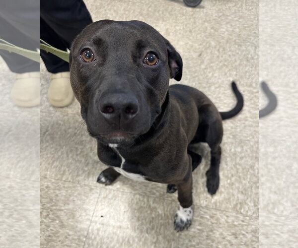 Medium Photo #2 Labrador Retriever-Unknown Mix Puppy For Sale in Germantown, OH, USA