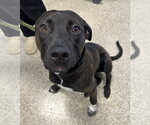 Small #1 Labrador Retriever Mix