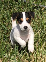 Jack Russell Terrier Puppy for sale in COTULLA, TX, USA