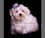 Small Photo #50 Maltese Puppy For Sale in WARSAW, IN, USA