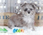 Small #1 Pomeranian-Poodle (Toy) Mix