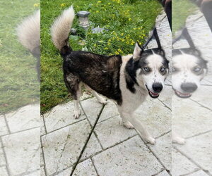 Siberian Husky Dogs for adoption in Woodland Hills, CA, USA