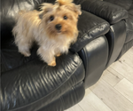 Small Photo #1 Yorkshire Terrier Puppy For Sale in FORT WORTH, TX, USA