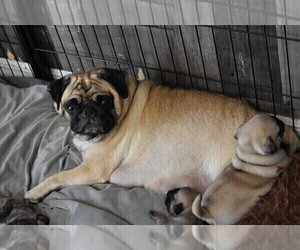 Mother of the Pug puppies born on 02/26/2025