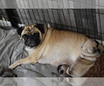 Small Photo #1 Pug Puppy For Sale in PALM COAST, FL, USA