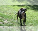 Small Photo #1 Great Dane-Labrador Retriever Mix Puppy For Sale in ESTACADA, OR, USA