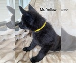 Small #12 German Shepherd Dog