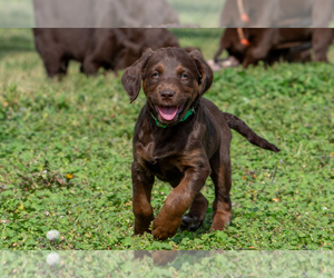 Labradoodle Puppy for sale in DEEPWATER, MO, USA