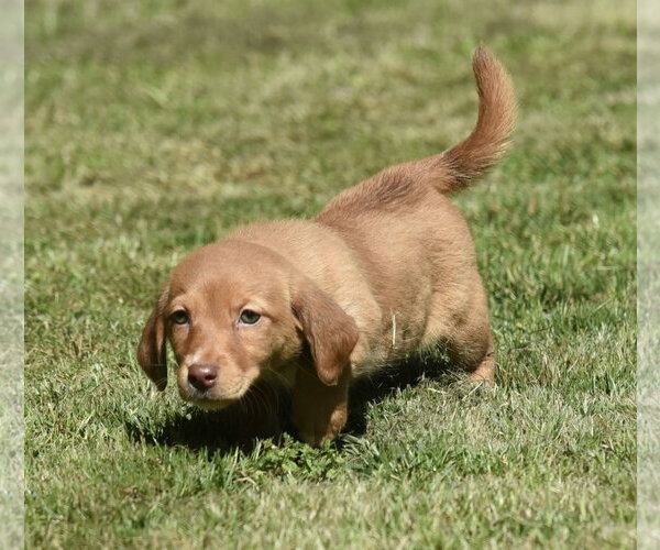 Medium Photo #2 Dachsador Puppy For Sale in Mechanicsburg, PA, USA