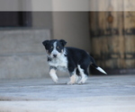 Small Photo #1 Australian Cattle Dog-Hangin Tree Cowdog Mix Puppy For Sale in PUEBLO, CO, USA