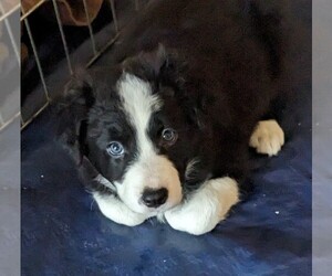 Border Collie Puppy for sale in RICHMOND, MI, USA