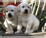 Small Photo #1 Labrador Retriever Puppy For Sale in GLENDALE, CA, USA