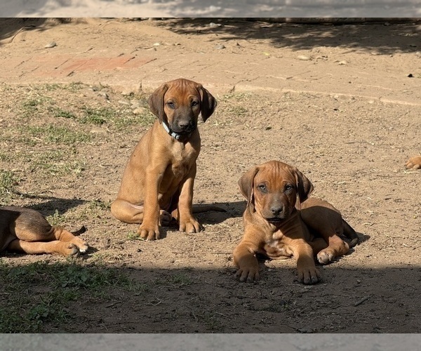 Medium Photo #5 Labrador Retriever-Rhodesian Ridgeback Mix Puppy For Sale in FRESNO, CA, USA