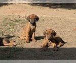 Small #4 Labrador Retriever-Rhodesian Ridgeback Mix