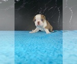 Small #10 Boston Terrier