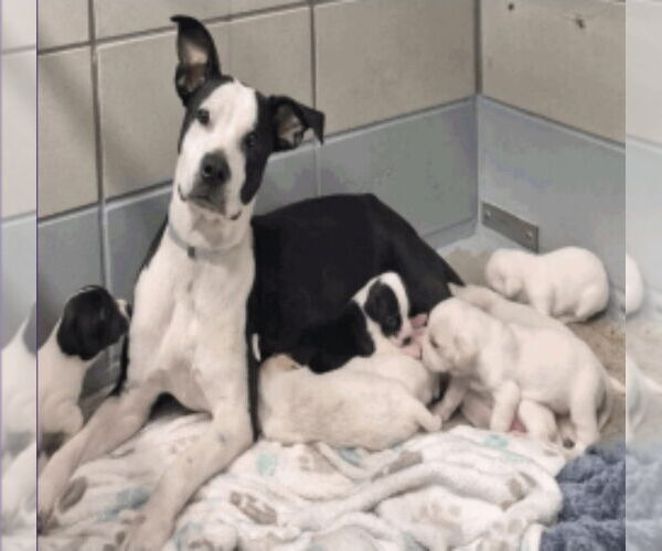 Medium Photo #4 Boxador Puppy For Sale in Lakewood, CO, USA