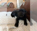 Small Photo #2 Irish Wolfhound-Labrador Retriever Mix Puppy For Sale in Princeton, MN, USA