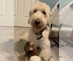 Small Photo #1 Goldendoodle Puppy For Sale in MONTICELLO, IN, USA