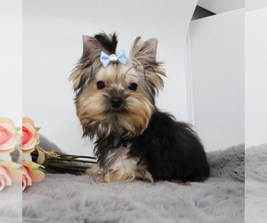 Yorkshire Terrier Puppy for sale in LOS ANGELES, CA, USA