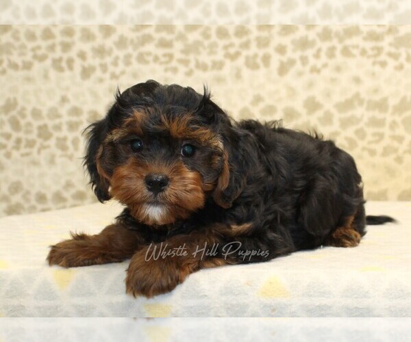 Medium Photo #4 Cavapoo Puppy For Sale in DENVER, PA, USA