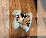 Image preview for Ad Listing. Nickname: Litter of 5