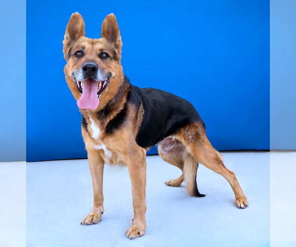 Medium Photo #2 German Shepherd Dog Puppy For Sale in Pasadena, CA, USA