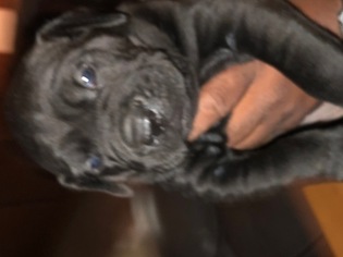 Cane Corso Puppy for sale in DEARING, GA, USA