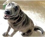 Small #1 Labrador Retriever Mix