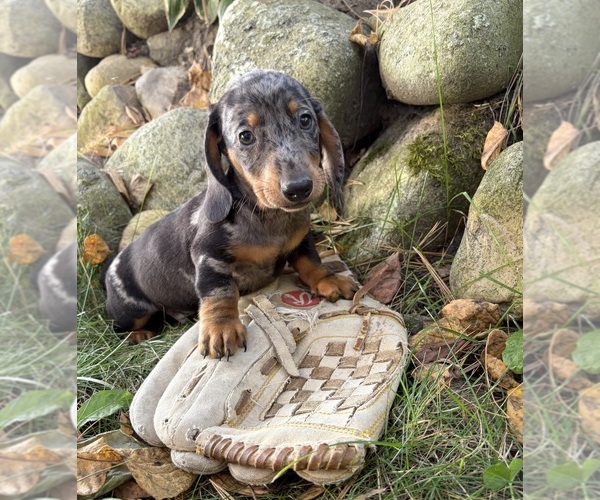 Medium Photo #3 Dachshund Puppy For Sale in MIDDLEBURY, IN, USA