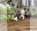 Small #1 Boston Terrier