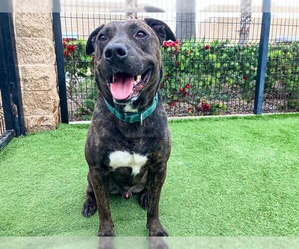 Medium Photo #3 Mutt Puppy For Sale in Orange, CA, USA